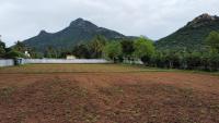 A view of Arunachala from the Temple